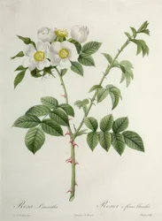 Rosa Leucantha, gravé par Chapuy, publié par Remond
